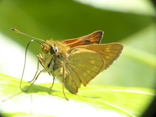 Ochlodes sylvanus